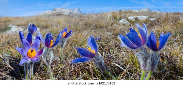 closeup wild blue bell flowers in prairie, spring natural background