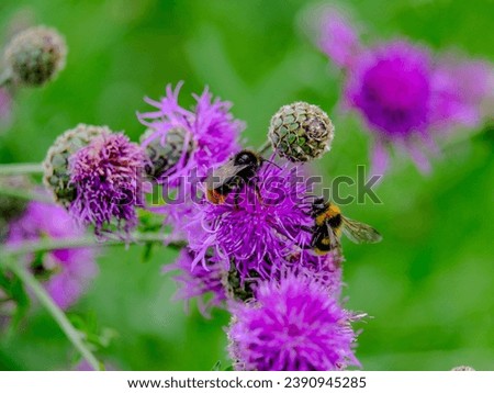
Close-up of wild bumblebees looking for food, taken in Germany on a sunny day. 