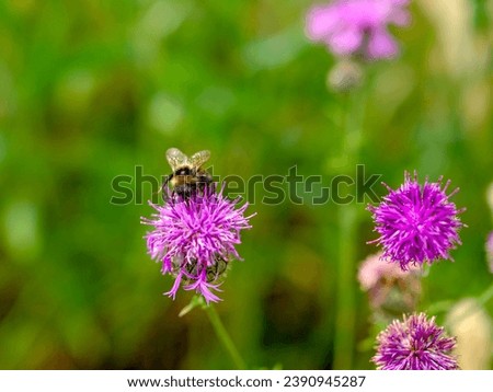 
Close-up of wild bumblebees looking for food, taken in Germany on a sunny day. 