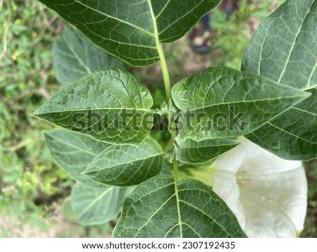Close-up of wild Datura plant blossoms and lush green leaves; I'm not sure if it's Datura wrightii or Datura metel.