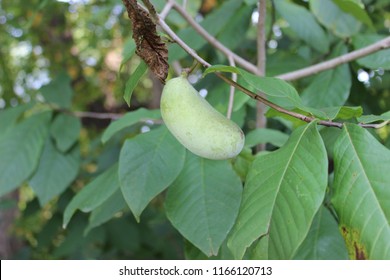 Fruit Trees In Missouri - Common Trees Of Missouri Missouri S Natural Heritage Washington University In St Louis : Maybe you would like to learn more about one of these?