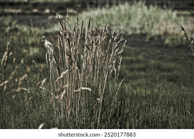 A close-up of wild grasses swaying gently in the breeze, set against a soft, blurred green landscape.  - Powered by Shutterstock