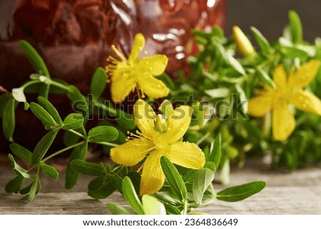 Closeup of wild Hypericum flowers with St. John's wort oil in the background