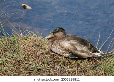 A close-up of a wild mallard duck resting on the shore in sunlight - Powered by Shutterstock