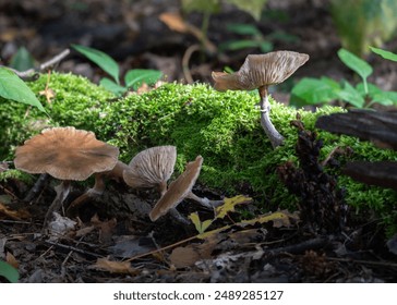A close-up of wild mushrooms growing on a mossy forest floor with scattered leaves. - Powered by Shutterstock