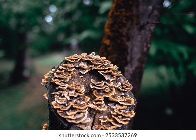 Close-up of wild mushrooms growing on a tree stump in a forest, showcasing the natural beauty of fungi in their habitat. - Powered by Shutterstock