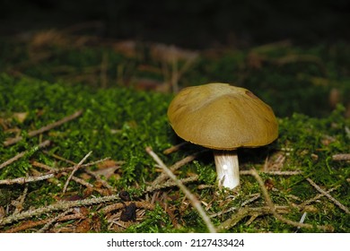 Close-up of a wild mushrrom groingin isolated in the forest with green velvet-like cap known as suede bolete or brown and yellow bolet, scientific name Xerocomus subtomentosus