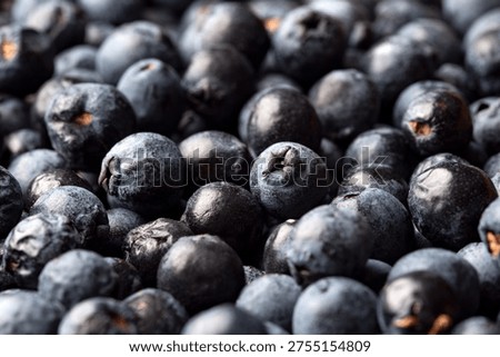 Close-up of wild myrtle berries, the basic ingredient for the famous Sardinian liqueur