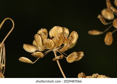 Close-up Of Wild Parsnip In Autumn