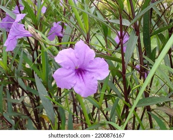 Closeup Of A Wild Petunia Or Ruellia Humilis Flower