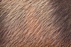 A Closeup Of Wild Pig Skin And Fur. Good  Background Or Texture