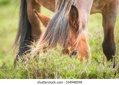 Closeup Of A Wild Pony Grazing In The New Forest National Park In The UK