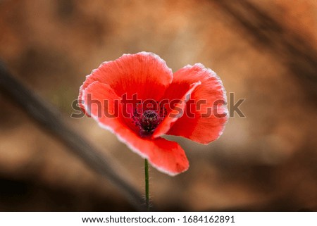 Similar – Summer poppy flower