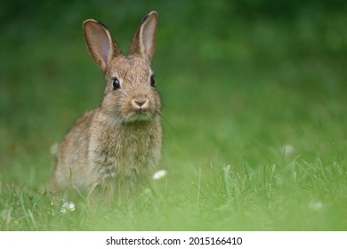 うさぎ の画像 写真素材 ベクター画像 Shutterstock