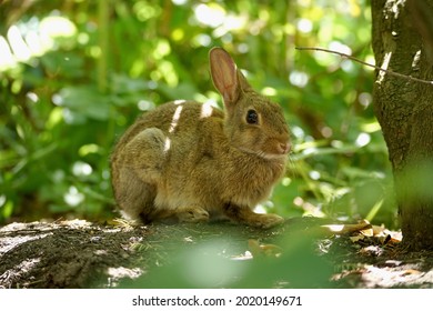 野うさぎ の画像 写真素材 ベクター画像 Shutterstock