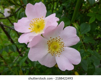 Close-up Of A Wild Rosehip Blossom