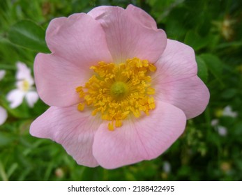 Close-up Of A Wild Rosehip Blossom