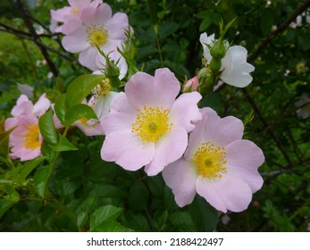 Close-up Of A Wild Rosehip Blossom