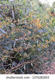 Closeup Of A Wild Shrub Along An Urban Trail In Fullerton, CA From A Hill Full Of Wild Bushes.