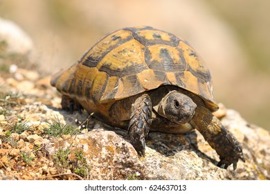 230 Turtle hibernation Images, Stock Photos & Vectors | Shutterstock