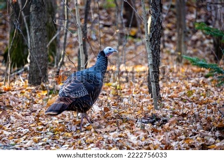 Close-up of a wild turkey (Meleagris gallopavo) in a Wisconsin forest, horizontal