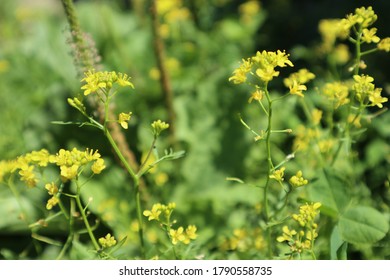 A Closeup Of Wild Turnip (Barbarea Vulgaris) Flowers In Spring