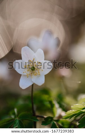 Closeup of wild wood anemones, springtime, Germany Stock photo © 