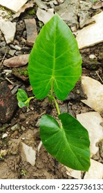 Closeup Wild Yams Grow In The Cracks Of Bricks And Broken Cement On The Ground