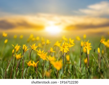 closeup wild yellow wild tulip flowers in a grass at the sunset, natural seasonal background