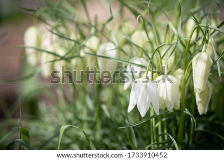 Closeup of Wild-growing foliage plants Fritillaria Meleagris white. Sprouts of wild plants in the garden on a bed in a warm sunny spring day. The variety with white flowers