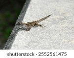 A Close-up Wildlife photo of a Anolis Sagrei or Cuban Anole, that I created at Kissimmee, Florida