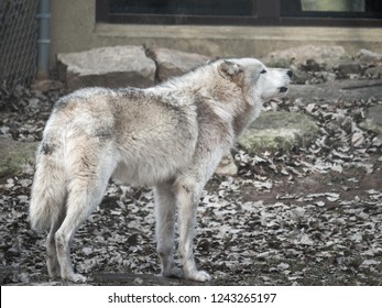 A Closeup Wildlife Photograph Of A White And Grey Colored Gray Wolf Or Timber Wolf Howling With Stones And Leaves In The Background In Fall Or Autumn In Rural Wisconsin.