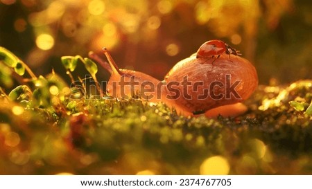 Close-up wildlife of a snail and ladybug in the sunset sunlight.