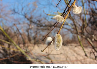 Closeup willow tree catkins. Fluffy willow branches with buds in early spring. Spring buds on the willow tree.
