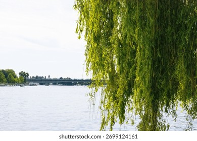 A closeup of a willow tree on the background of Lake Constance and the sky