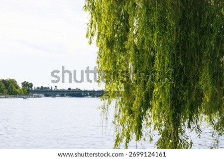 A closeup of a willow tree on the background of Lake Constance and the sky