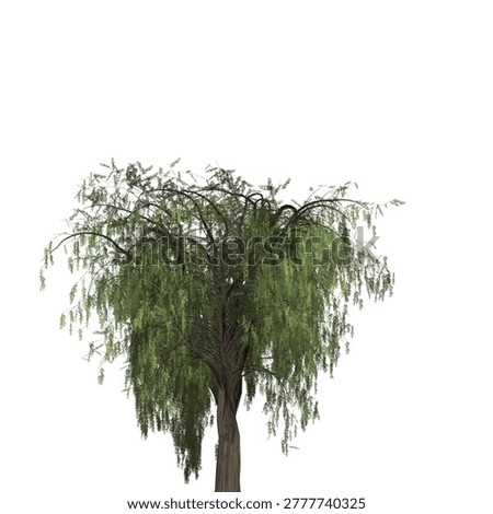 Close-up of a willow tree showcasing its long, thin, drooping branches and green foliage isolated on a plain white backdrop.