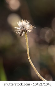 Close-Up Of Wilted Dandelion Flower ,bokeh and sun thought the grass