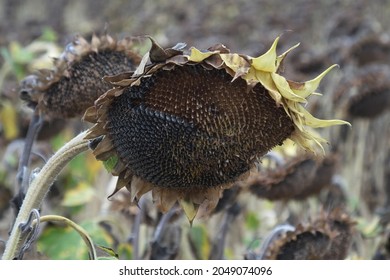 Close-up of wilted sunflower looking towards the ground, with dried yellow petals and part of its black seeds fallen.