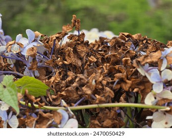 Close-up of wilting hydrangea flowers transitioning from vibrant blooms to dried petals. - Powered by Shutterstock