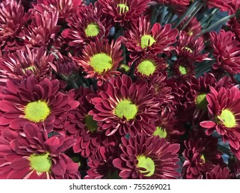 Closeup Wine Red  Mum Or Chrysanthemum Flowers Centered With Yellow Pollen .Colorful Mum Or Chrysanthemum Flower Background. Selective Focus.