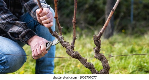 5,162 Prune the vine Images, Stock Photos & Vectors | Shutterstock