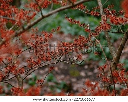 Closeup of winter red flowers of the garden plant Hamamelis intermedia Rubin.