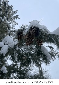 A close-up winter scene featuring a pine branch covered in fresh snow, with several large pine cones hanging among long, slender needles. The snow clings delicately to the branch, highlighting the textures of the cones and the cool tones of the surrounding foliage. In the background, more snow‑laden pine branches fade into a soft, overcast sky, creating a calm and atmospheric forest mood. This image is ideal for seasonal nature features, winter‑themed designs, holiday content, and editorial storytelling that highlights the quiet beauty of cold weather landscapes.