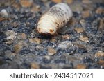 a close-up of a witchetty grub on the ground near a rock outdoors.