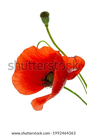 Similar – Foto Bild leuchtend Mohn Blume