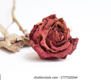 Close-up withering red roses on white background - Powered by Shutterstock