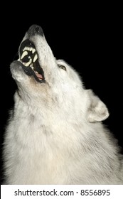 Closeup Of Wolf Howling Isolated On Black