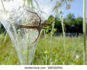 Close-up of a wolf spider