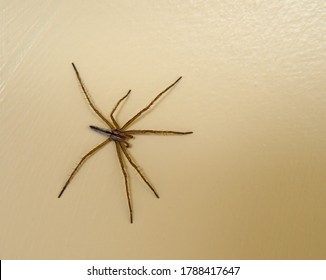 Closeup of Wolf Spider, missing a leg.